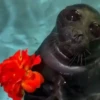 ANIMALITOS 2 🥺😍 5