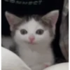 Gatos Curiosos 2😼👁️‍🗨️  19