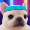 Pibble 🐶 Perro Pibble 11