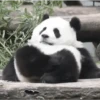 Pandas Fofinhos 🐼 20