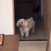 Cats and dogs 18
