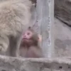 🐒 Macaco | Deboche Sincerão 17