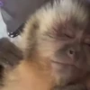 🐒 Macaco | Deboche Sincerão 20