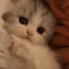 Gatitos 🐈🐈‍⬛ 14