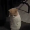 Gatos y más gatos 🐈🐈‍⬛😻 13