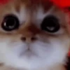 ANIMALITOS 🥺😍 13