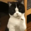 Gatos Curiosos 2😼👁️‍🗨️  22