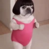 टिकटॉक के पिल्ले 🐶🎵  13