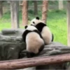 Pandas Fofinhos 🐼 15