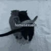 Banana cat 6