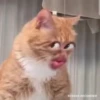 Gatos para tus chats  8