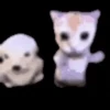 Gatos Curiosos 2😼👁️‍🗨️  10