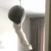 Animais do TikTok 😹 5