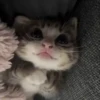 Gatos 😺/⁠ᐠ⁠｡⁠ꞈ⁠｡⁠ᐟ⁠\ 15