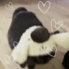 ANIMALITOS 🥺😍 9