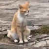 😻🐈‍⬛ Cats 5 M Tiktok 📱 5