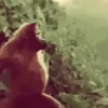 Macacos 15