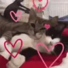 ANIMALITOS 🥺😍 7