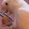 🦜 LORITOS PAL CHAT 🦜 6