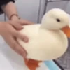 Random Pato🦆 11