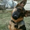 DOGS FOFOS 😍 5