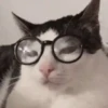 Funny Cats 😹✨ 8