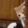 XITPOST ANIMADO  ˃̵ᴗ˂̵ 7