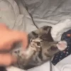 Gatos 😺/⁠ᐠ⁠｡⁠ꞈ⁠｡⁠ᐟ⁠\ 13
