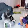 Cats and dogs 13