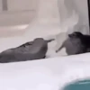Mercúrio retrógrado 🤬  5