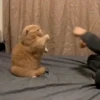 Kitty cats gif  7