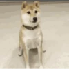 Fun animal reactions 6