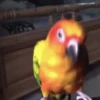 🦜 LORITOS PAL CHAT 🦜 12