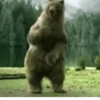 Animals Reaction 9