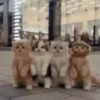 Funny Cats 😹✨ 14