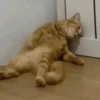 Gatos reagindo 11