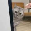 FuNnY CaTs ✨🐱 9