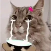 Gatos Curiosos 2😼👁️‍🗨️  5
