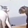 Gatinhos | Cats 🐱 9