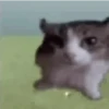 GATOS ANIMADOS ❤️🐈 6