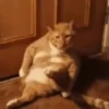 Gatos 2 5