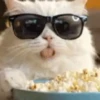 Funny Cats 😹✨ 6