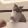 Animais do TikTok 😹 18