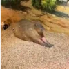 Capibara ✨ 6