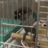 🦜 LORITOS PAL CHAT 🦜 14