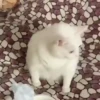 Fun animal reactions 10
