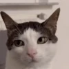 Котики для чата 🐾💬 16