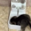 😻🐈‍⬛ Cats 5 M Tiktok 📱 12
