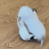 Animais do TikTok 😹 8