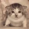 Banana cat 7